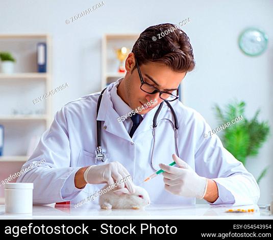 The vet doctor examining rabbit in pet hospital