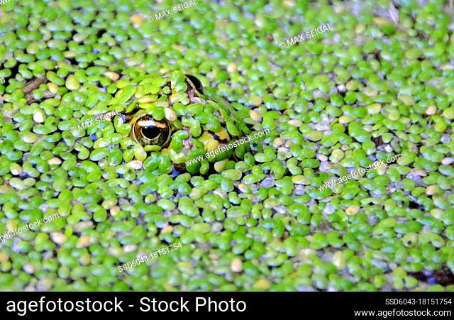 Frog in the weeds, South Africa