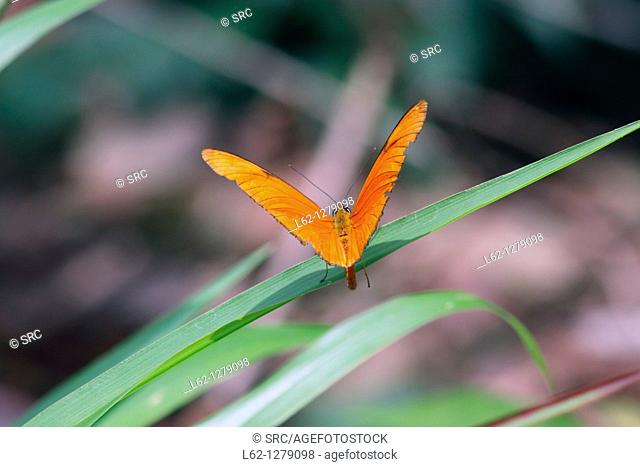 Butterfly, Pedasi, Azuero peninsula, Panama