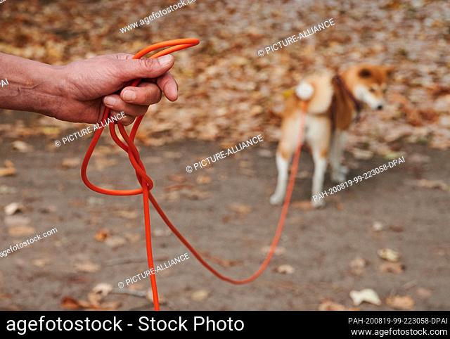 18 August 2020, Berlin: A 2-year-old bitch of the breed Shiba Inu is taken for a walk by his mistress in the Volkspark Friedrichshain