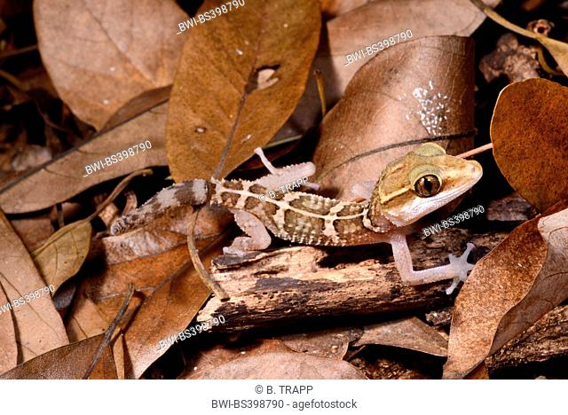 Stumpff's Madagascar Ground Gecko (Paroedura stumpffi), amongst fallen leaves on the ground, Madagascar, Naturreservat Lokobe