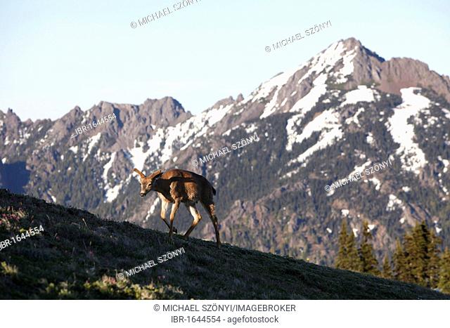 Mule Deer (Odocoileus columbianus), Olympic Peninsula, Washington, USA