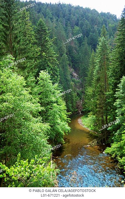 Norway Spruces (Picea abies). Slovensky raj (Slovak Paradise) national park. Slovakia