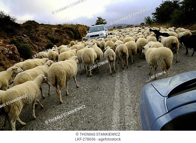 Flock of sheep on a street in the mountains, island of Naxos, the Cyclades, Greece, Europe