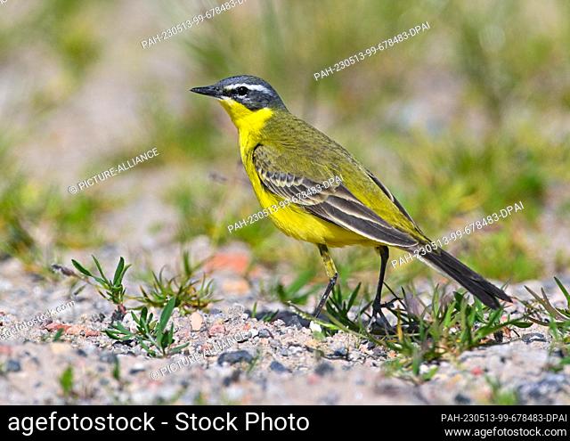 13 May 2023, Brandenburg, Sieversdorf: A wagtail (Motacilla flava). The wagtail belongs to the family of wagtails and peepers