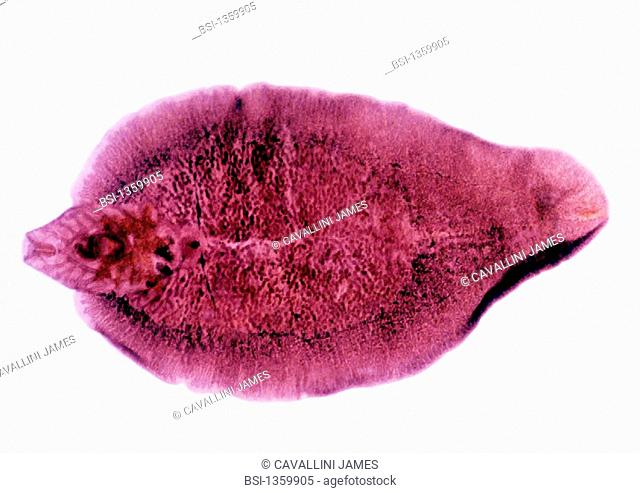 TREMATODA<BR>Schistosoma, a parasitic worm of the trematode class carried in aquatic host molluscs. The schistosoma larva is the causative agent of bilharziosis...