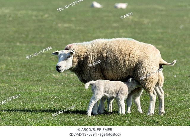 Texel sheep, texel, netherlands