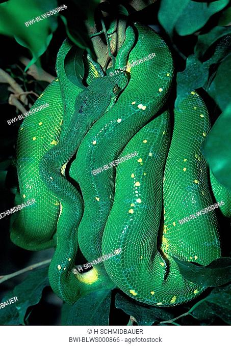 green tree python Chondrophyton viridis