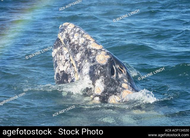 Spyhopping Adult Gray Whale (Eschrichtius robustus), Laguna Ojo de Liebre (Scammon's Lagoon), Pacific coast, Baja California Sur, Mexico