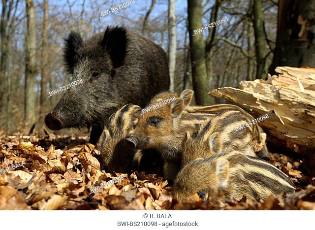 wild boar, pig, wild boar (Sus scrofa), female with shotes on the feed, Germany, North Rhine-Westphalia, Sauerland