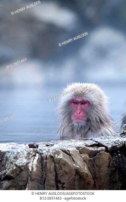 Japanese macaque or snow japanese monkey in onsen (Macaca fuscata), Japan