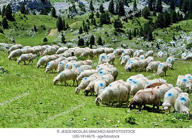 Flock of sheeps in Roncal valley  Larra-Belagua massif  Pirineos  Navarra  Spain