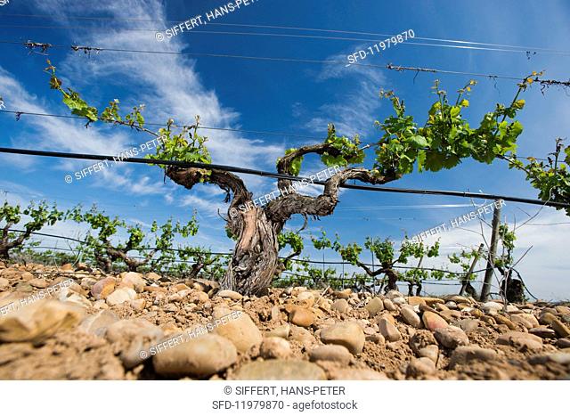 Old vines planted using the gobelet training system surrounded by wire frames with irrigation (Javier Sanz, Rueda, Spain)
