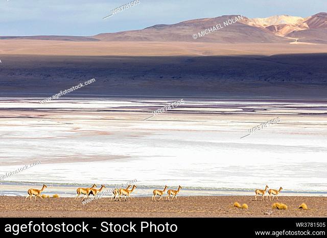 A herd of vicunas (Lama vicugna) in the altiplano of the high Andes Mountains, Bolivia, South America