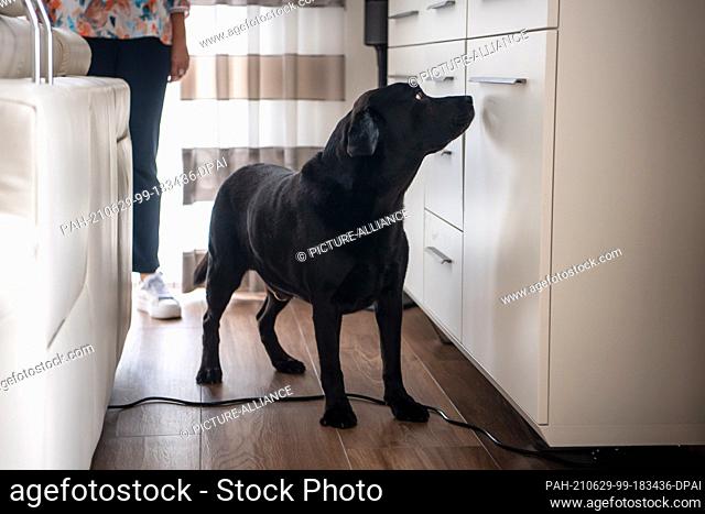 PRODUCTION - 23 June 2021, Lower Saxony, Delmenhorst: Bed bug sniffer dog Jamiro searches an apartment for the pests. Whether in pilgrim accommodation on the...