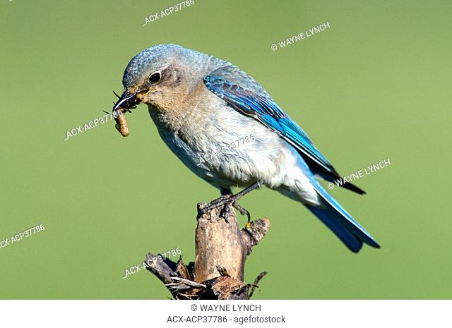 Female mountain bluebird Sialia currucoides feeding young in a roadside nest box, southern Okanagan Valley, British Columbia