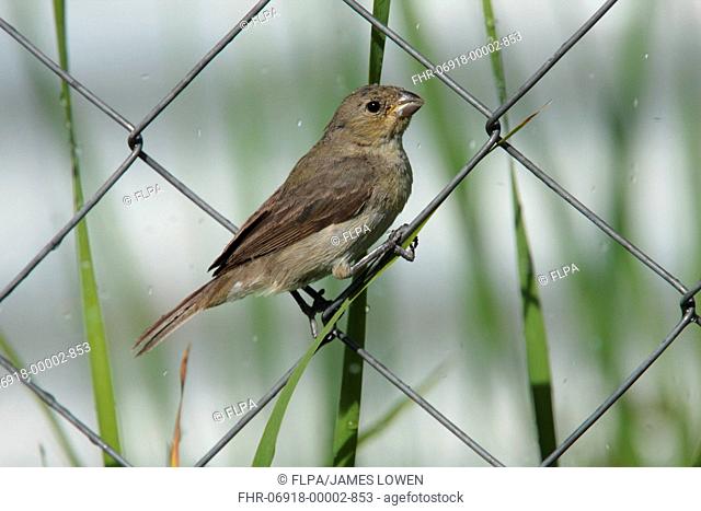 Double-collared Seedeater Sporophila caerulescens adult female, perched on chainlink fence, Costanera Sur, Buenos Aires Province, Argentina, february