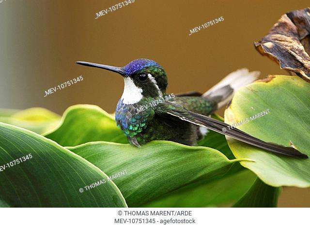 Gray-tailed Mountain-gem Hummingbird (Lampornis cinereicauda)