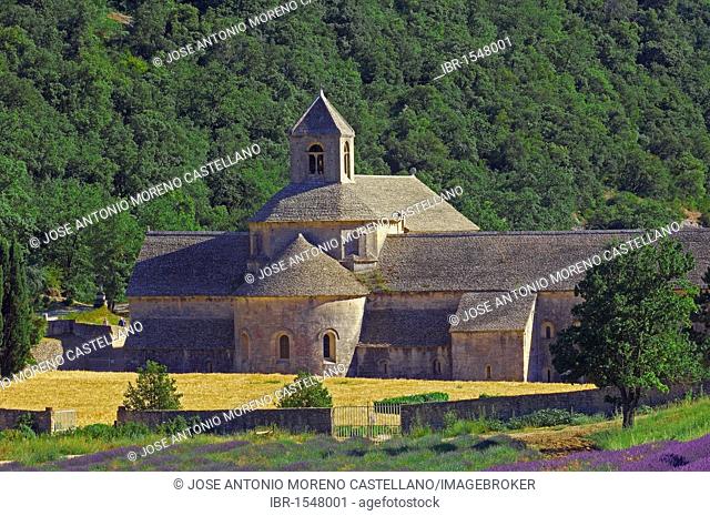 Lavender fields at Abbaye Notre-dame de Senanque, Senanque Abbey, Gordes, Provence, France, Europe