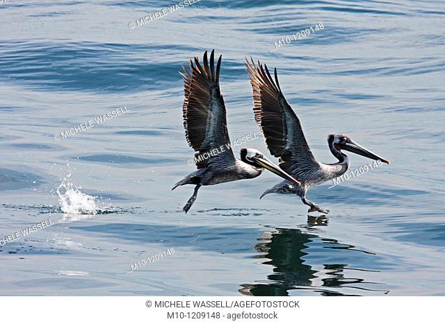 Two Pelicans in flight over the water in the Santa Barbara Channel