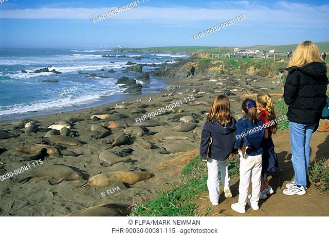 Conservation - Education, school children observing Northern Elephant Seals, Punta Piedra, Central California Coast, U S A