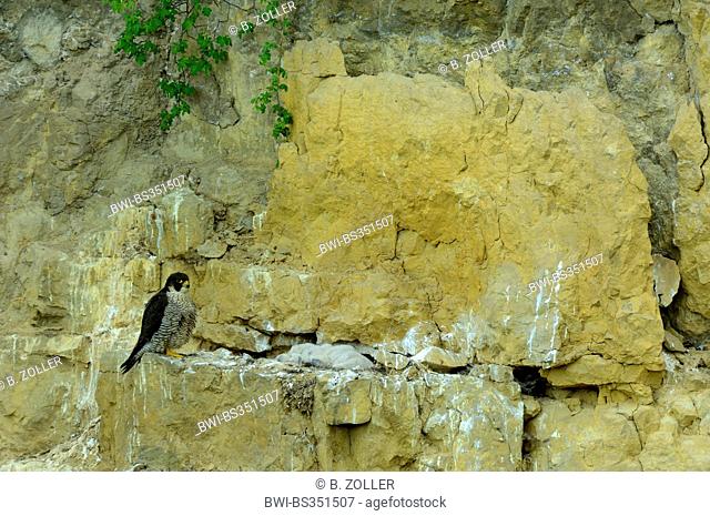 peregrine falcon (Falco peregrinus), female with fledglings in the cliff aerie, Germany, Baden-Wuerttemberg