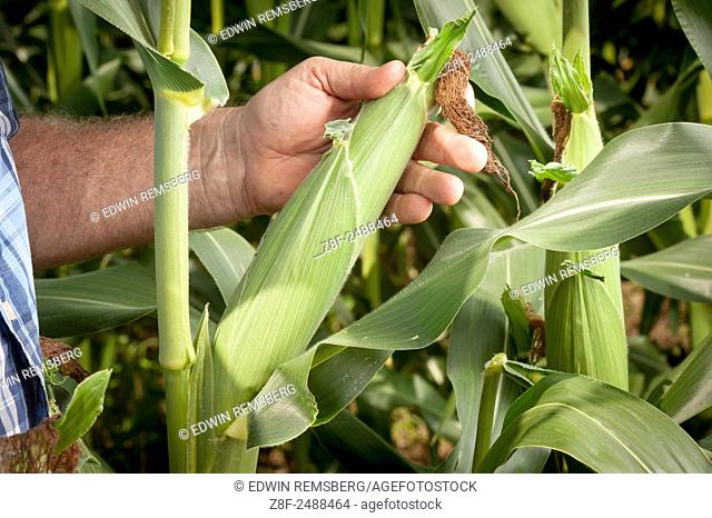 Close-up of farmer inspecting an ear of corn in Port Republic, Maryland, USA