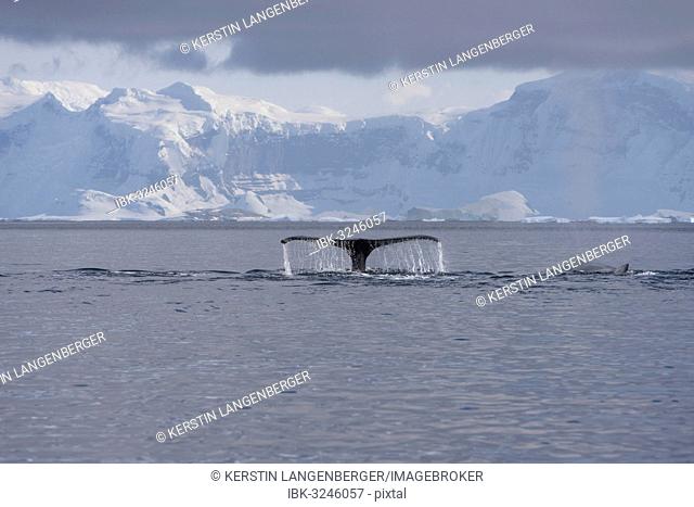 Fluke of a Humpback Whale (Megaptera novaeangliae), diving, Gerlache Strait, Antarctic Peninsula, Antarctica