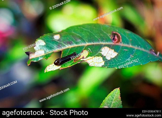 Macro of a pear slug skeletonizing foliage