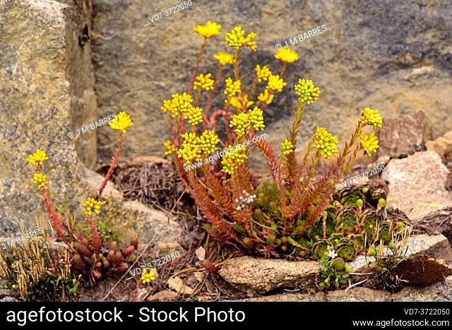 Stonecrop (Sedum rupestre elegans) is a succulent perennial herb native to the Europe monuntains. This photo was taken in Andorra Pyrenees