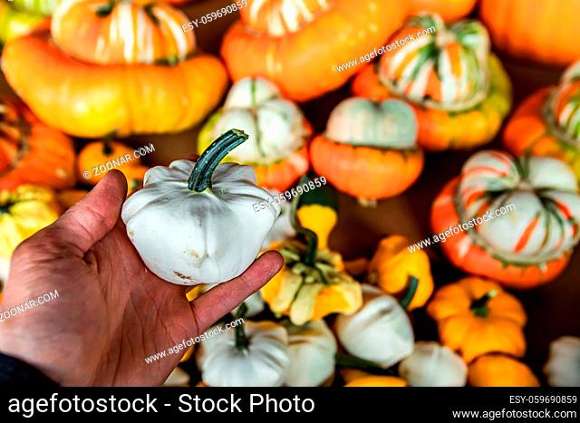 Close up of man's hand holding up a small decorative pumpkin from a crate with many others. Unusual white color, stocky shape. Organic veggies market