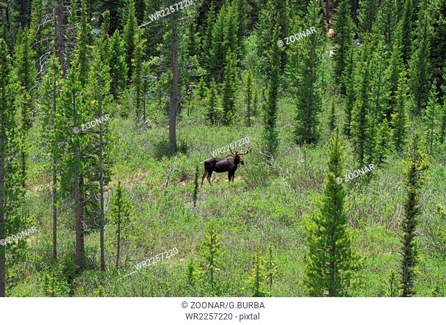 A moose feeding in Wyoming forest