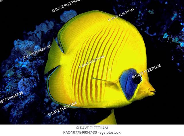 The Red Sea, The blue cheeked butterflyfish Chaetodon semilarvatus is also known as the masked or golden butterflyfish