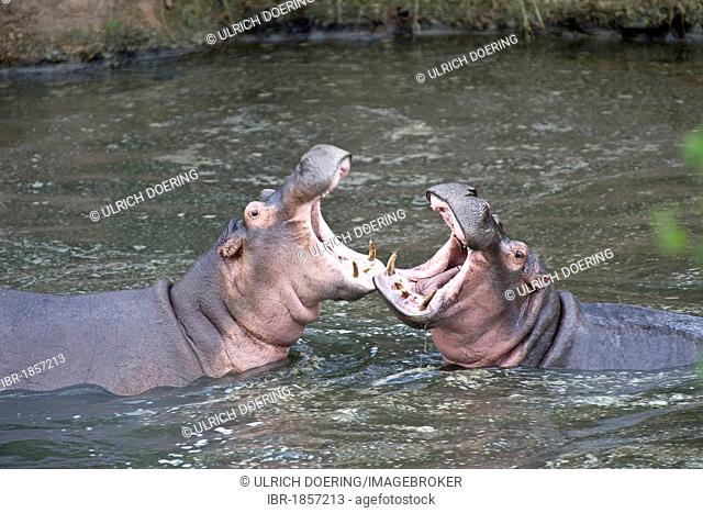 Hippopotamus (Hippopotamus amphibius), measuing their strength in a threat display, Orangi River, Serengeti, Tanzania, Africa
