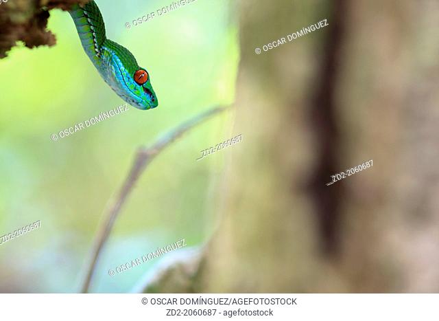Ruby-eyed Green Pitviper (Cryptelytrops rubeus). Cat Tien National Park. Vietnam. Newly discovered species