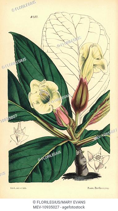 Velvety sinningia, Sinningia velutina. . Handcoloured botanical illustration drawn and lithographed by Walter Hood Fitch for Sir William Jackson Hooker's...