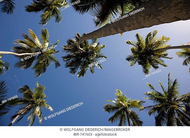 Worm's-eye view of Coconut Palms (Cocos nucifera), Playa Medina Beach, Caribbean, Sucre, Venezuela, South America
