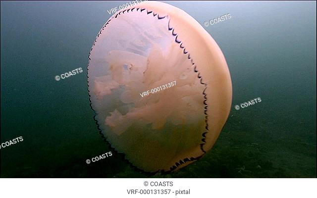 Jellyfish currently unidentified. Arran. Underwater, North Atlantic