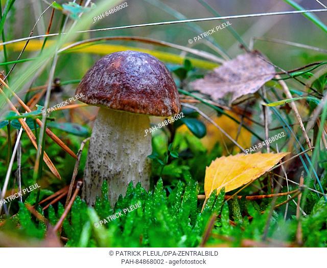A birch bolete seen on the forest ground near Briesen, Germany, 18 October 2016. Few mushrooms are currently growing in the local forests due to a prolonged...