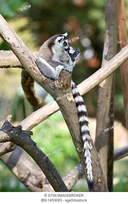 Ring-tailed Lemur (Lemur catta) in a tree, Near Threatened, Madagascar, Africa