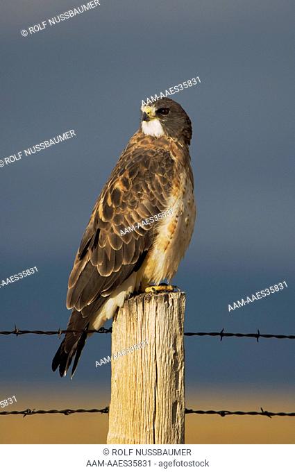 Swainson's Hawk (Buteo swainsoni) adult on fence post after rainstorm, Rock Springs, Wyoming, September 2005
