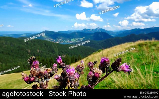 Hummeln auf einer Distel in den Bergen an einem sonnigen Tag in den Deutschen Alpen