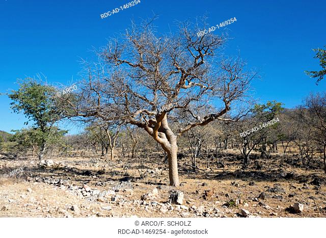 Balsam Tree, Kaokoveld, Namibia, Commiphora glaucescens
