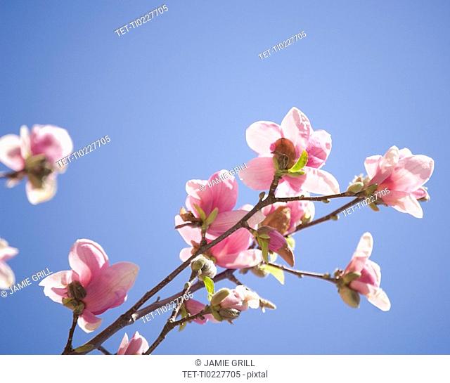 Close up of spring flowers on tree