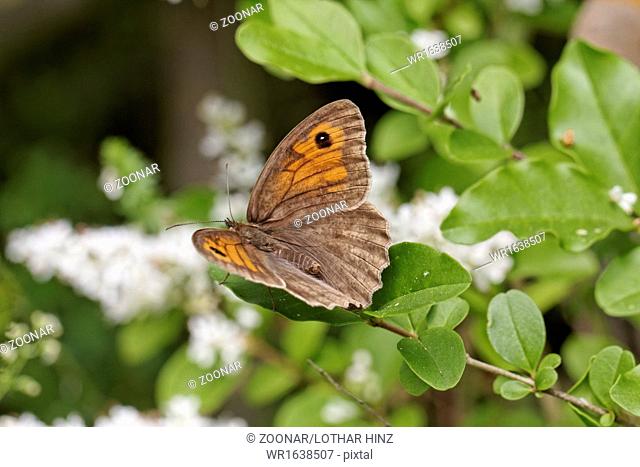 Maniola jurtina, Meadow Brown butterfly (female)