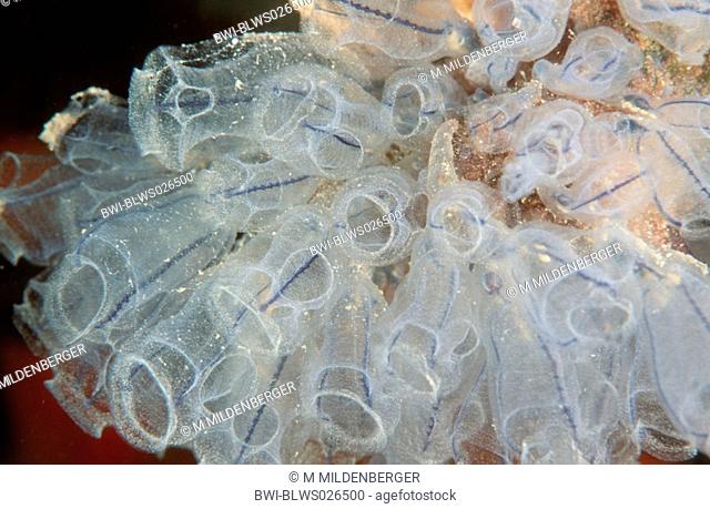 light-bulb sea-squirt Clavelina lepadiformis, Greece