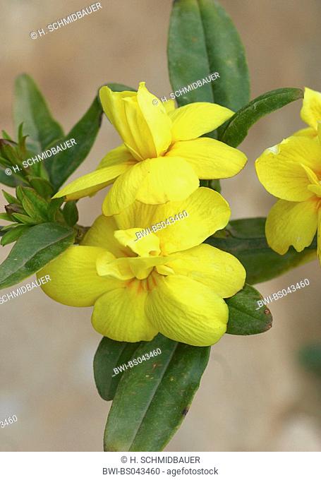 jasmine (Jasminum fruticans), blooming