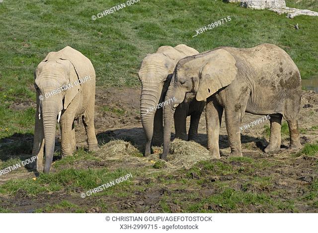 African savanna elephant (Loxodonta africana), ZooParc de Beauval, Loir-et-Cher department, Centre-Val de Loire region, France, Europe