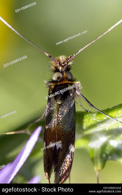 Close up view of an Adela collicolella nocturnal moth insect