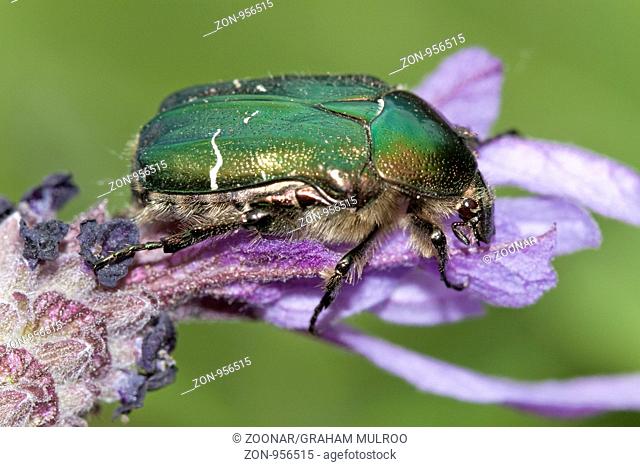 UK Berkshire Rose Chafer Beetle
